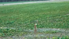 Przedwiośnie na mazurskich polach i łąkach, marzec 2021 - zdjęcie 71