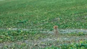 Przedwiośnie na mazurskich polach i łąkach, marzec 2021 - zdjęcie 50