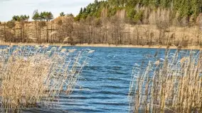 Początki wiosny 2022, leśne krajobrazy - zdjęcie 8