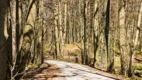 Początki wiosny 2022, leśne krajobrazy - zdjęcie 7