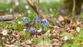 Początki wiosny 2022, leśne krajobrazy - zdjęcie 32