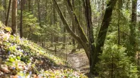 Początki wiosny 2022, leśne krajobrazy - zdjęcie 50