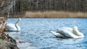 Początki wiosny 2022, leśne krajobrazy - zdjęcie 51