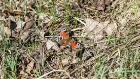 Cmentarz wojenny Jagerhohe i jezioro Święcajty na początku wiosny, 2022 - zdjęcie 55