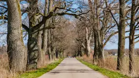 Wiosenny las przy Sztynorcie, kwiecień 2022 - zdjęcie 22