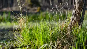 Wiosenny las przy Sztynorcie, kwiecień 2022 - zdjęcie 37