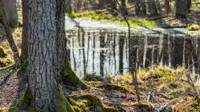 Wiosenny las przy Sztynorcie, kwiecień 2022 - zdjęcie 17