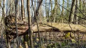 Wiosenny las przy Sztynorcie, kwiecień 2022 - zdjęcie 47