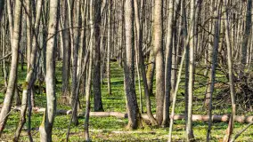 Wiosenny las przy Sztynorcie, kwiecień 2022 - zdjęcie 52