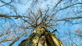 Wiosenny las przy Sztynorcie, kwiecień 2022 - zdjęcie 15