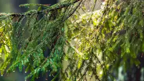 Styczniowy spacer po lesie w okolicach Rucianego-Nidy - zdjęcie 7