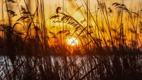 Wschód słońca nad jeziorem Śniardwy, Krzywy Róg - zdjęcie 22