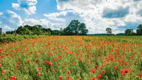 Wiosenny mix ujęć, kwiecień - czerwiec 2022 r. - zdjęcie 36