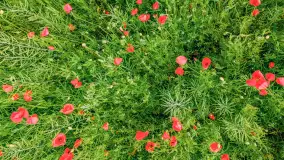 Wiosenny mix ujęć, kwiecień - czerwiec 2022 r. - zdjęcie 50