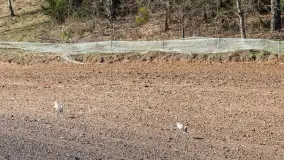 Trochę wiosny, trochę zimy... - zdjęcie 10