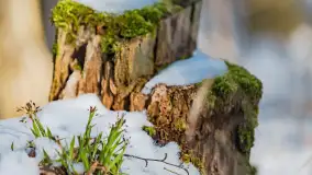 Trochę wiosny, trochę zimy... - zdjęcie 23