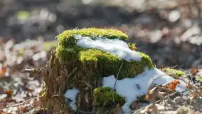 Trochę wiosny, trochę zimy... - zdjęcie 14
