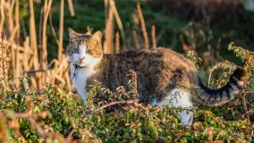 Zachód słońca w Rynie, jezioro Ryńskie, styczeń 2023 - zdjęcie 45