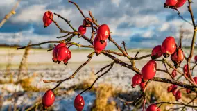 Rzeka Dajna i okolice, luty 2023 - zdjęcie 63