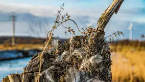 Rzeka Dajna i okolice, luty 2023 - zdjęcie 82