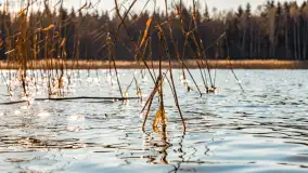 Zatoka Mrówcza, jezioro Ryńskie, luty 2023 - zdjęcie 7