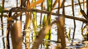 Zatoka Mrówcza, jezioro Ryńskie, luty 2023 - zdjęcie 32