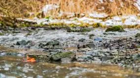 Spacer po lesie kętrzyńskim, górka poznańska i rzeka Guber - zdjęcie 27