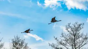 Wiosenne zbiorowiska ptaków, luty 2023 r. - zdjęcie 21