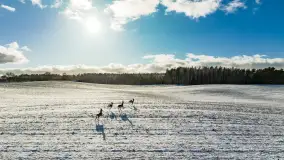 Niedzielne popołudnie widziane z drona, Ryn i okolice - zdjęcie 12