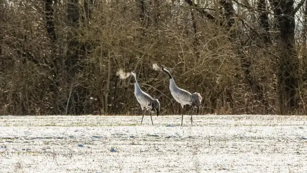 Słonecznie i zimowo przy moście Sztynorckim - zdjęcie 6