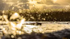 Zachód słońca nad Niegocinem widoczny z dzikiej plaży - zdjęcie 43