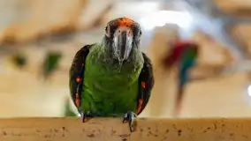 Odwiedziliśmy papugarnię w Wilkasach, luty 2023 r. - zdjęcie 15