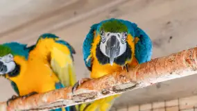 Odwiedziliśmy papugarnię w Wilkasach, luty 2023 r. - zdjęcie 12