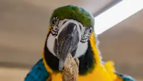 Odwiedziliśmy papugarnię w Wilkasach, luty 2023 r. - zdjęcie 24