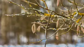 Wyspa Wydmińska i jezioro Wydmińskie, końcówka zimy 2023 r. - zdjęcie 42