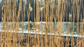 Węgorapa i kanał Węgorzewski pod koniec marca 2023 r. - zdjęcie 36