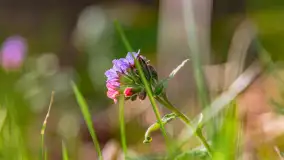 Wiosna i rozlewiska przy jeziorze Siercze niedaleko Gierłoży - zdjęcie 14