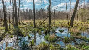 Kanał Mazurski, wiele ukrytych perełek - zdjęcie 65