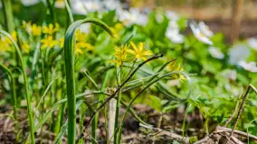 Wiosna już jest, taka prawdziwa, zielona i ciepła - zdjęcie 5
