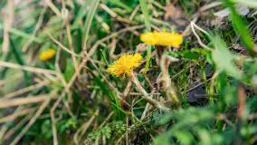 Wiosna już jest, taka prawdziwa, zielona i ciepła - zdjęcie 20