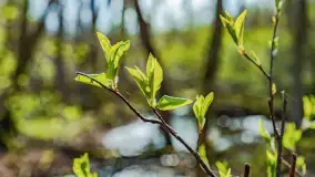 Wiosna już jest, taka prawdziwa, zielona i ciepła - zdjęcie 13