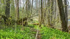 Wiosna już jest, taka prawdziwa, zielona i ciepła - zdjęcie 15