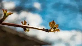 Plaża i ścieżka edukacyjna w Czernikach, jezioro Mój - zdjęcie 22