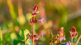Wiosenny zachód słońca nad Darginem - zdjęcie 18
