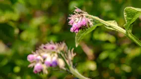 Zachód słońca nad jeziorem Niegocin, maj 2023 r. - zdjęcie 11