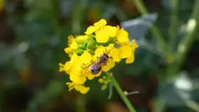 Wspomnienia rzepakowych pól na Mazurach 2023 - zdjęcie 9