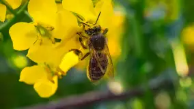 Wspomnienia rzepakowych pól na Mazurach 2023 - zdjęcie 16