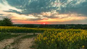 Wspomnienia rzepakowych pól na Mazurach 2023 - zdjęcie 6