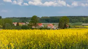 Wspomnienia rzepakowych pól na Mazurach 2023 - zdjęcie 12