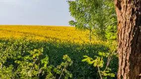 Wspomnienia rzepakowych pól na Mazurach 2023 - zdjęcie 33